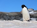 Antarctica, Hope Bay, Adelie pinguïn  