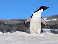 Antarctica, Hope Bay, Adelie pinguïn  