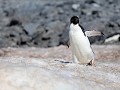 Antarctica, Hope Bay, Adelie pinguïn  