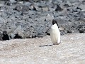 Antarctica, Hope Bay, Adelie pinguïn  