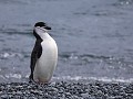 South Shetlands, Half Moon Island, stormband pingu