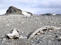 South Shetlands, Half Moon Island, walvisbeenderen