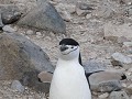 South Shetlands, Half Moon Island, stormband pingu
