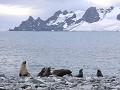 South Shetlands, Half Moon Island, pelsrobben 