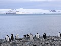South Shetlands, Half Moon Island, chinstrap of st