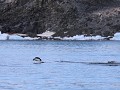 Antarctica, Hope Bay, Zodiac tour, Adelie pinguïns