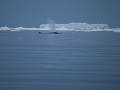 Antarctica, Antarctic Sound, Zodiac avondtour, omr
