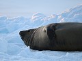 Antarctica, Antarctic Sound, Zodiac avondtour, gig