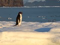 Antarctica, Antarctic Sound, Zodiac avondtour, Ade