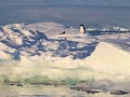 Antarctica, Antarctic Sound, Zodiac avondtour, Ade