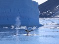 humpback whales of bultrugwalvissen 