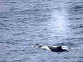 humpback whales of bultrug walvis