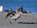 southern giant petrel of zuidelijke reuzenstormvog