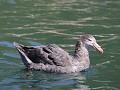 northern giant petrel of noordelijke reuzenstormvo