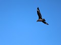 south polar skua of grote zuidpooljager