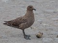 sub-antarctic brown skua of sub-antarctische grote