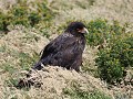 Falklandcaracara  