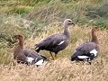 Magelhaen gans