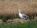 Magelhaen gans