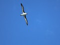 grey headed of grijskopalbatros  