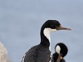 Imperial Cormorant of Keizeraalscholver 