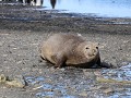 zeeolifant  