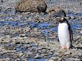gentoo of ezelspinguïn
