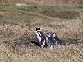 Magelhaen pinguïn met kuikens  