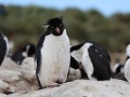rockhopper pinguïn