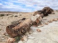 PN Bosques Petrificados de Jaramillo 