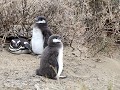 PN Monte León, Magelhaen pinguÏn met kuikens, hun 