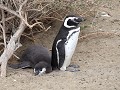 PN Monte León, Magelhaen pinguïn met kuiken  
