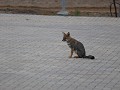 Ischigualasto PP, vos op de parking 