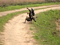 Iberá PN, Portal San Nicolás, wandeling naar Puert