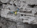 El Cóndor, Sendero de los Acantilados, papegaaien 