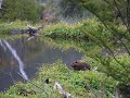 Mirador Cerro Cornu, bever op de oever