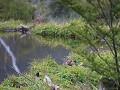 Mirador Cerro Cornu, bever gaat aan land