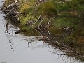 Mirador Cerro Cornu, bever zwemt naar de burcht  