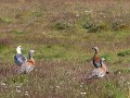 omgeving Beagle kanaal
