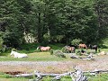 PN Tierra del Fuego, paarden aan kampeerplaats Río