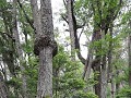PN Tierra del Fuego, het ongerepte bos langs Lago 