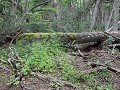PN Tierra del Fuego, het ongerepte bos langs Lago 