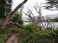PN Tierra del Fuego, het ongerepte bos langs Lago 