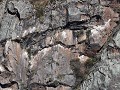 PN Quebrada del Condorito, nestplaatsen op de rots