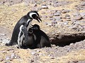 Patagonië, Magelhaen pinguïn met jongen 