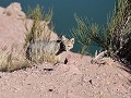 Cañon del Atuel, Valle Grande Reservoir, vos aan d