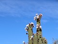 Schaqui naar Chilecito, Cardon cactus in bloei