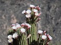 Schaqui naar Chilecito, Cardon cactus in bloei