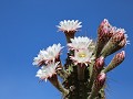 Schaqui naar Chilecito, Cardon cactus in bloei