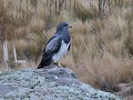 PN Quebrada del Condorito, grijze arendbuizerd  